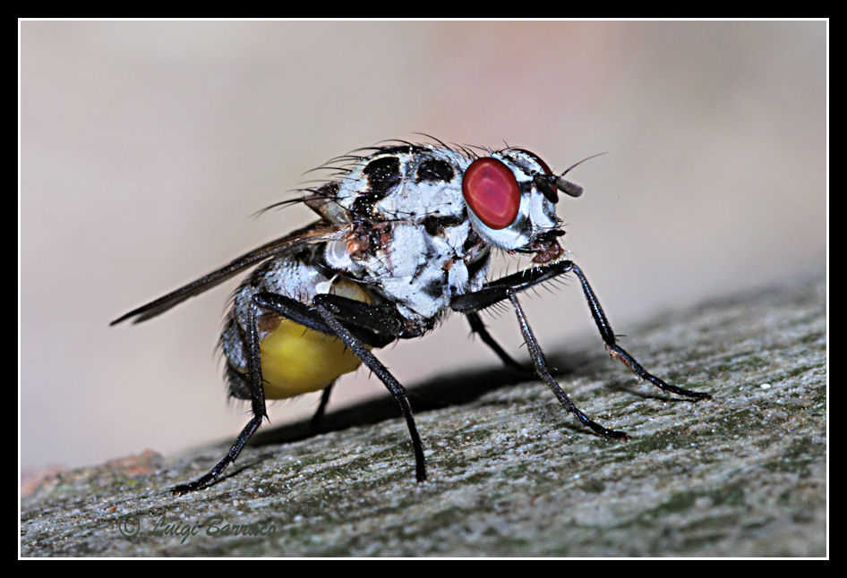 Anthomyiidae del gruppo pluvialis.