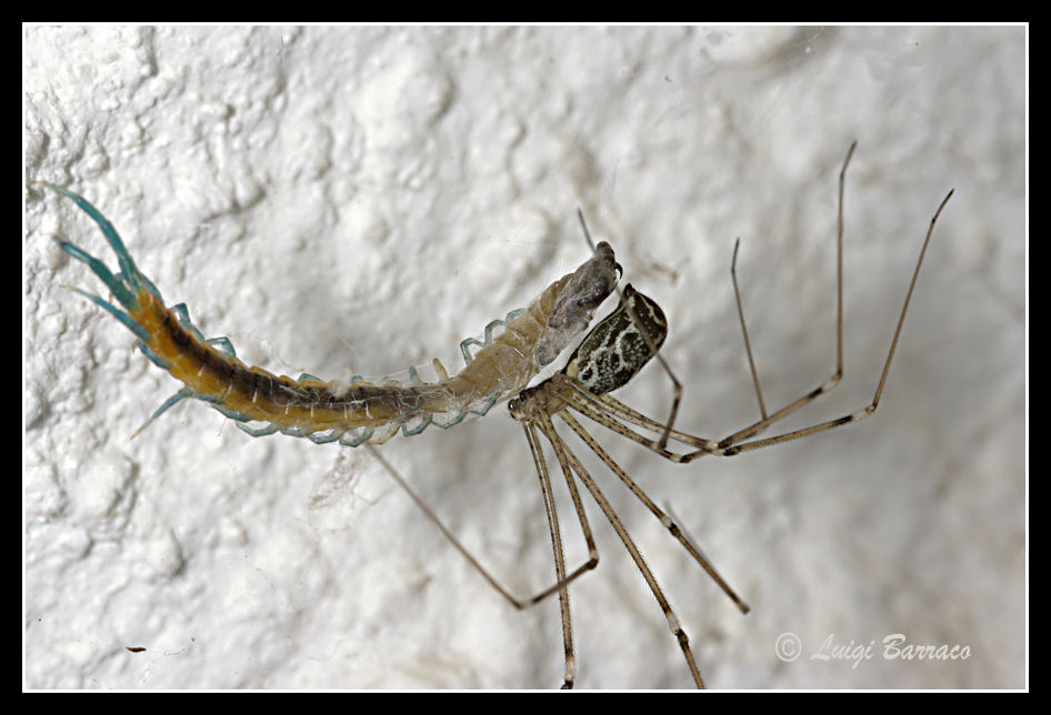 Incredibile preda (Holochnemus preda scolopendra)