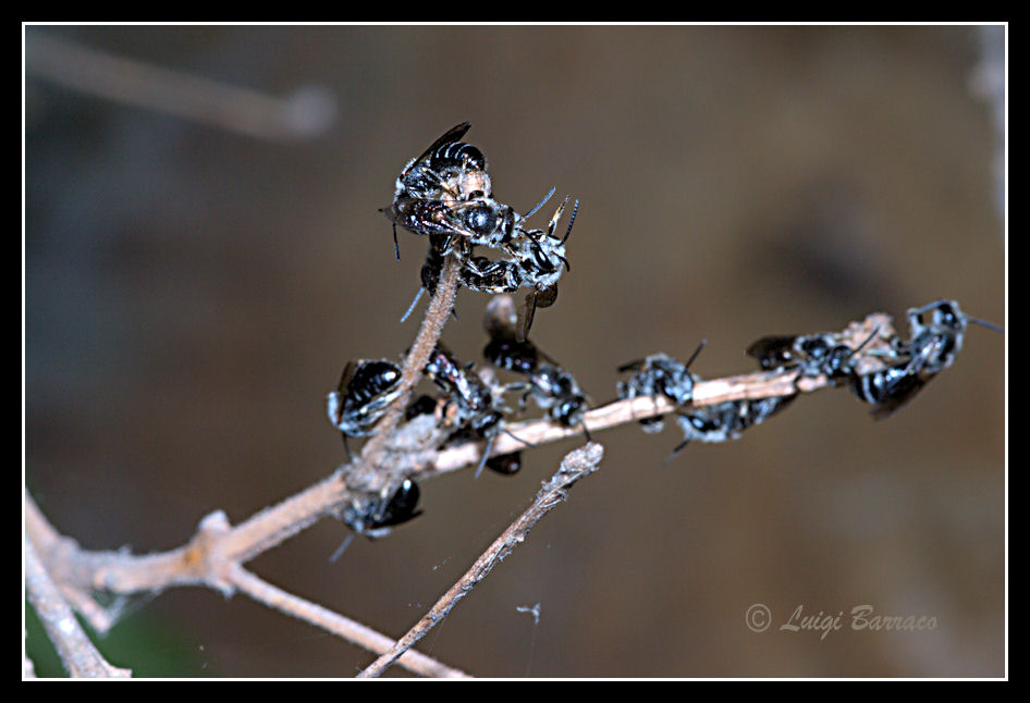 Dormitorio pubblico di Lasioglossum sp. (Apidae Halictinae)