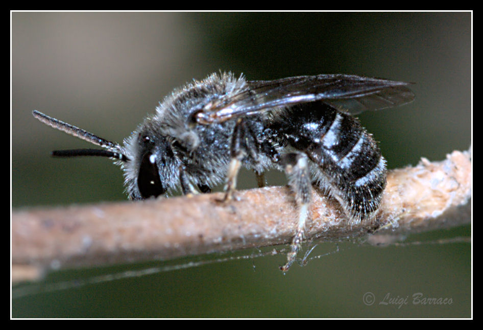 Dormitorio pubblico di Lasioglossum sp. (Apidae Halictinae)