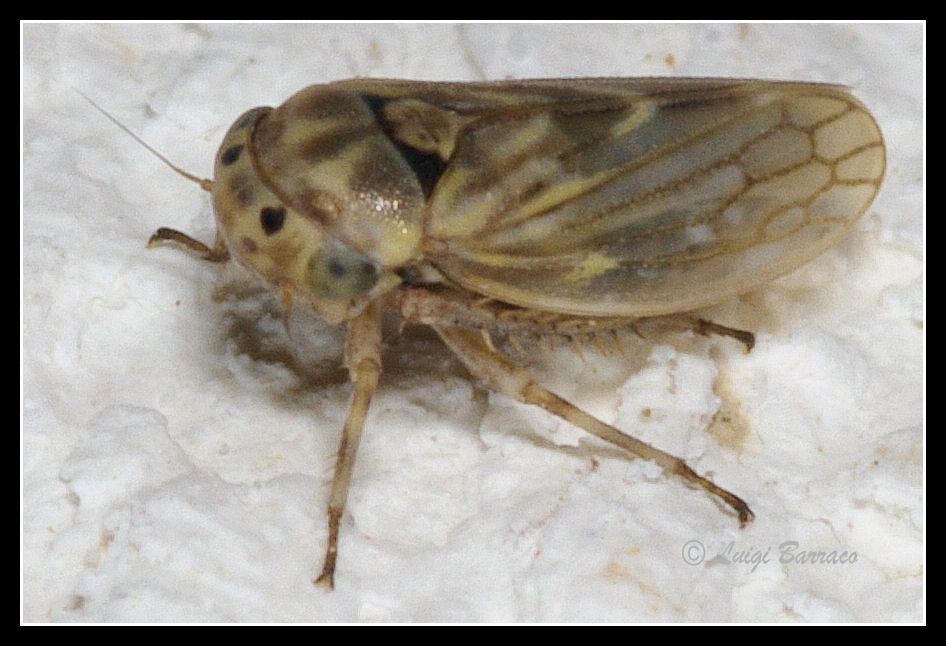 Nuovo omotterino - Cicadellidae Agallinae
