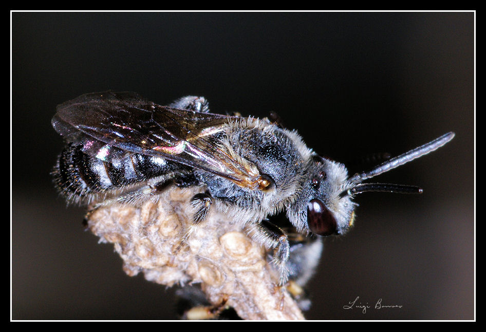 Dormitorio pubblico di Lasioglossum sp. (Apidae Halictinae)