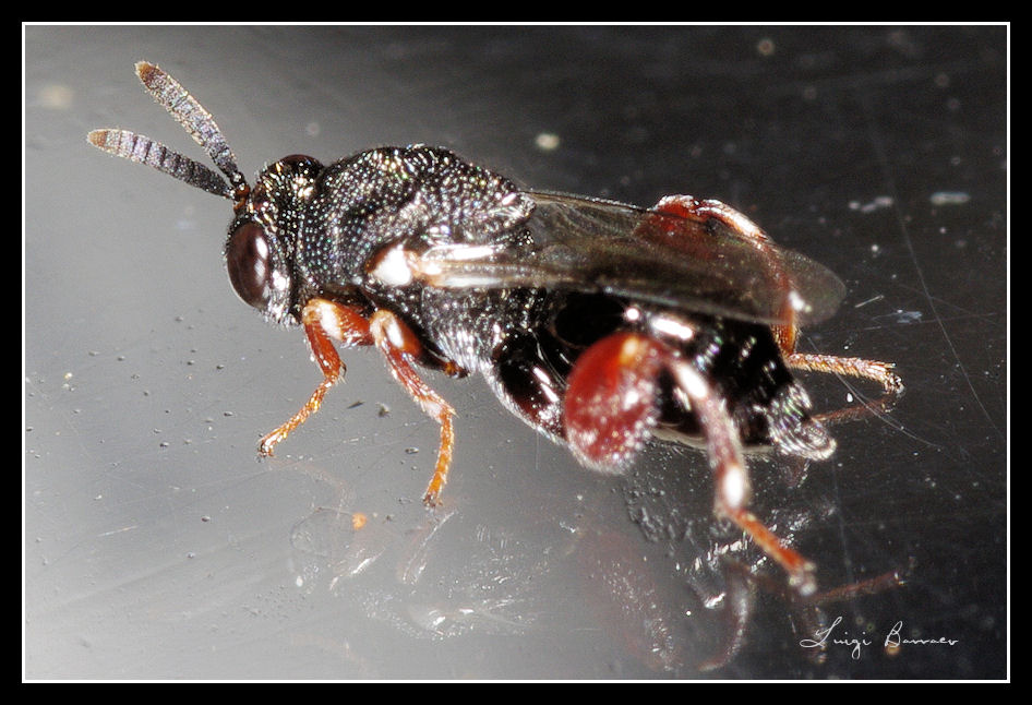 2 Chalcididae e un mini Leucospis