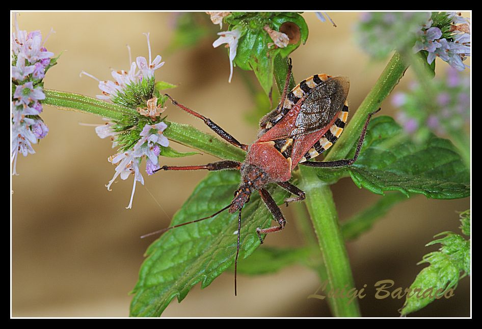 Rhinocoris erythropus