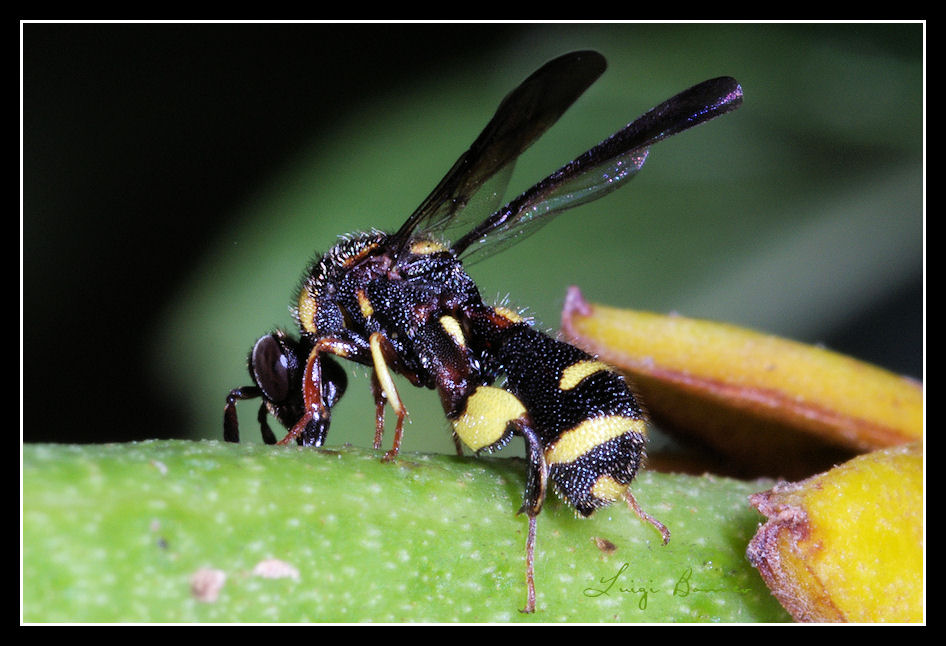 Nuova Leucospis