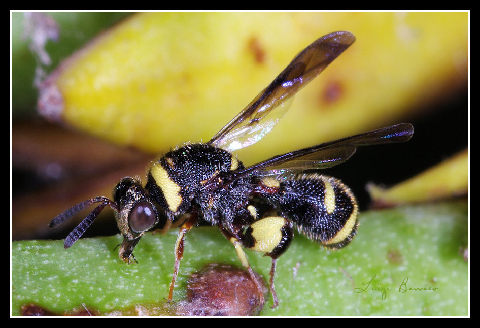 Nuova Leucospis