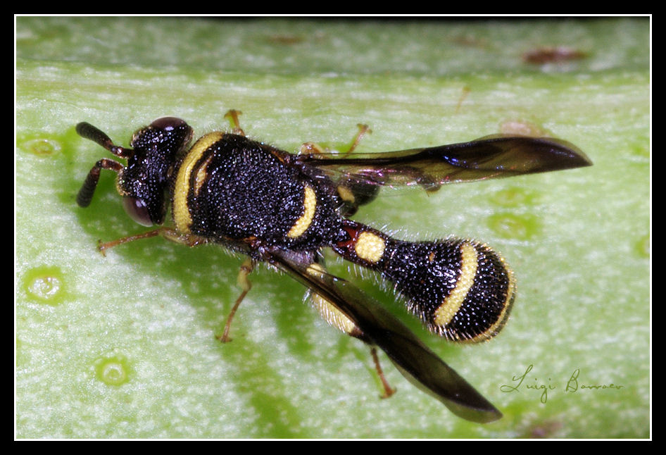 Nuova Leucospis