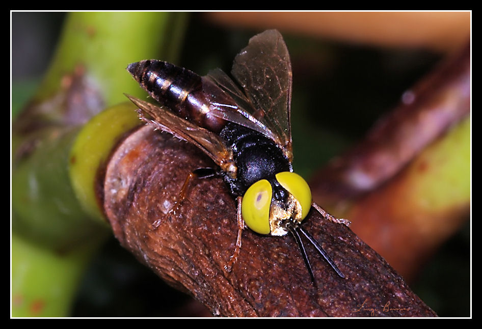 Crabronidae : Tachysphex dagli occhi giallo-zolfo