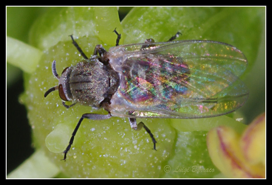 Simuliidae, femmina