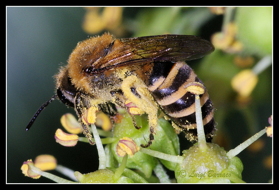 Colletes hederae (Apidae Colletinae)