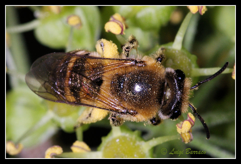 Colletes hederae (Apidae Colletinae)