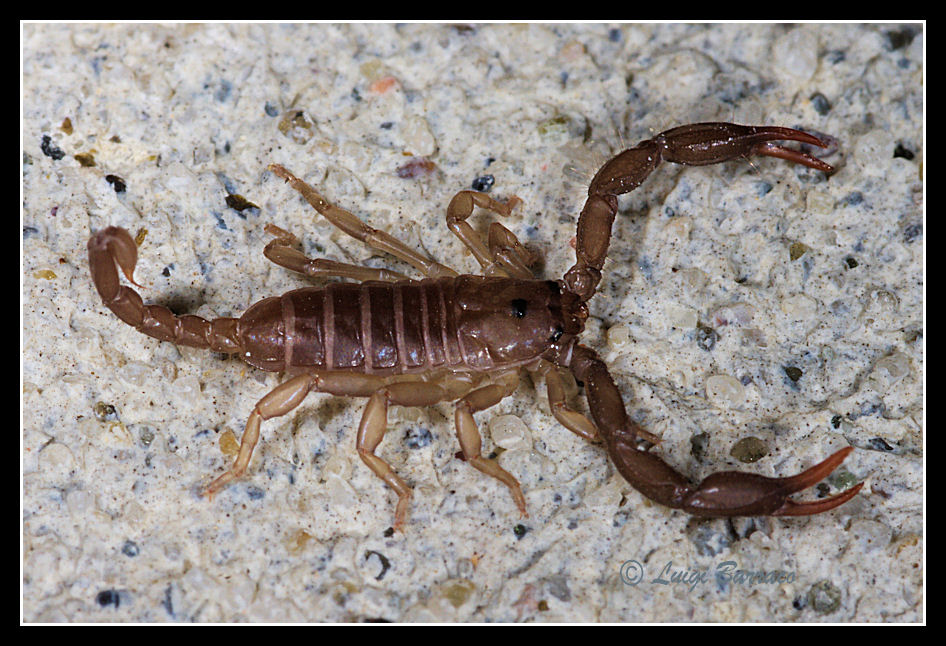 Euscorpius sp.