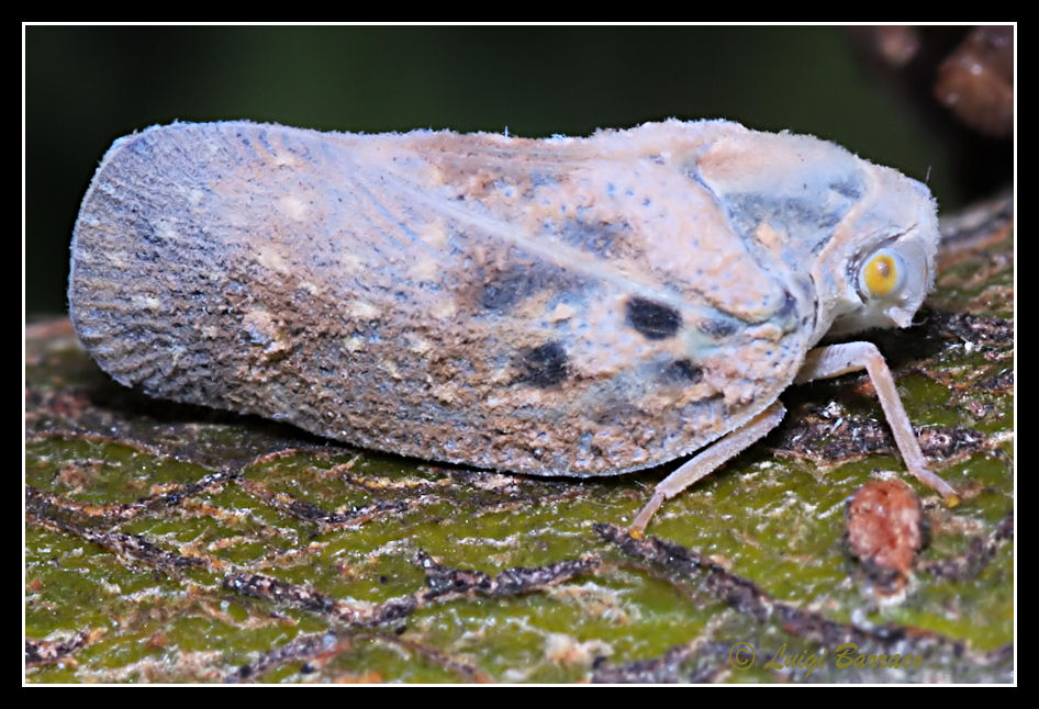 Flatidae: Metcalfa pruinosa