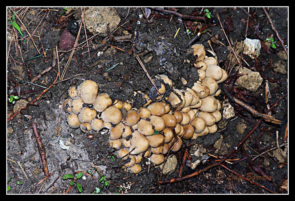 Famiglia di funghi