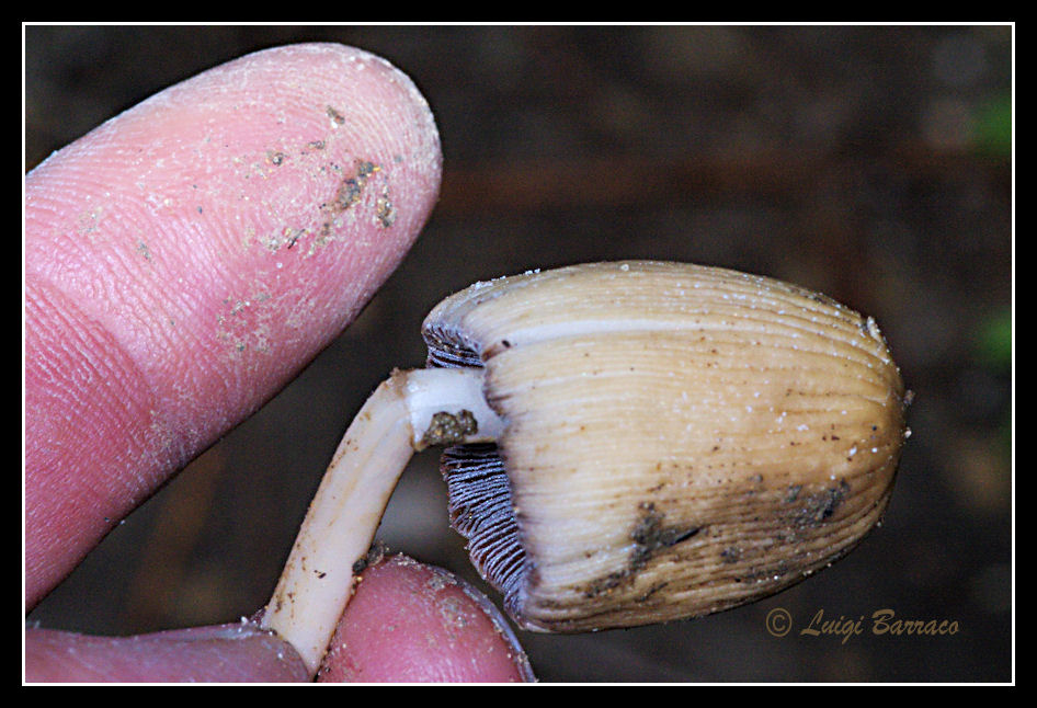 Famiglia di funghi