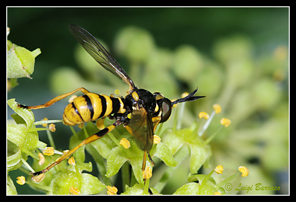 Ceriana... no  Sphiximorpha .... no Conops