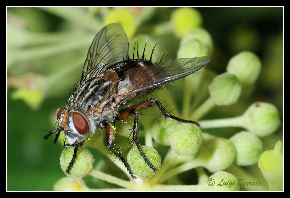 Tachinidae su edera