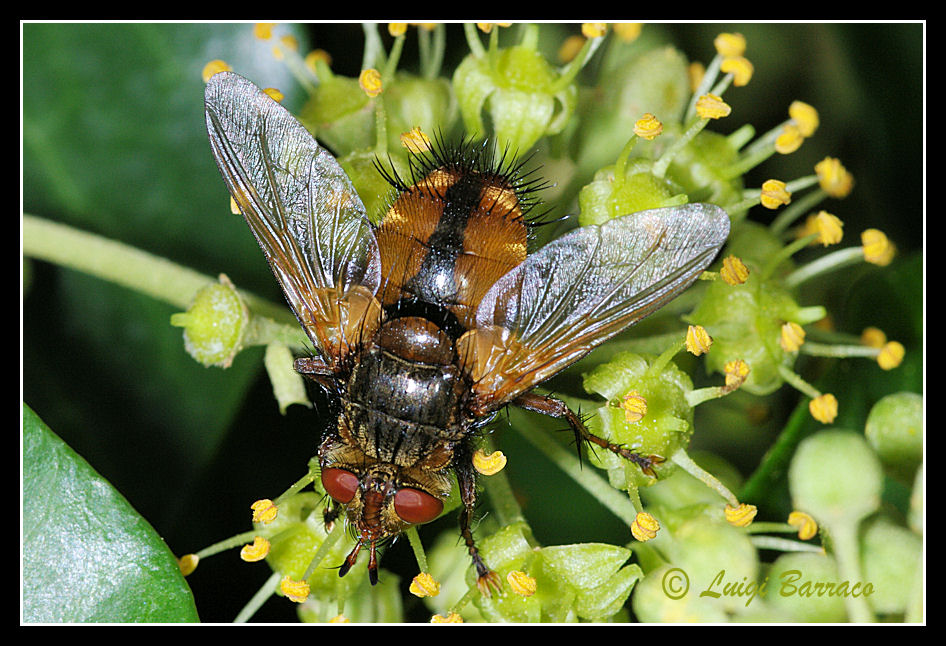 Tachinidae su edera