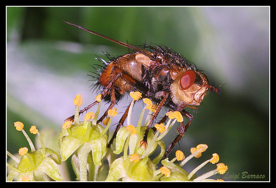 Tachinidae su edera