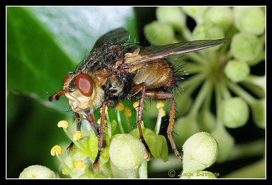 Tachinidae su edera