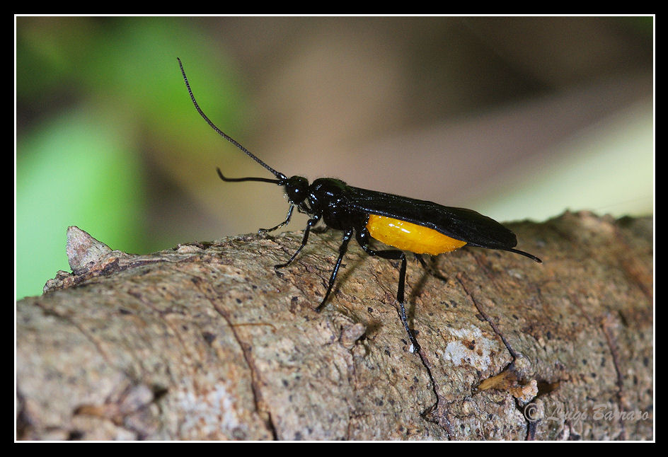 Braconidae e Argidae entrambi di colore giallo nero