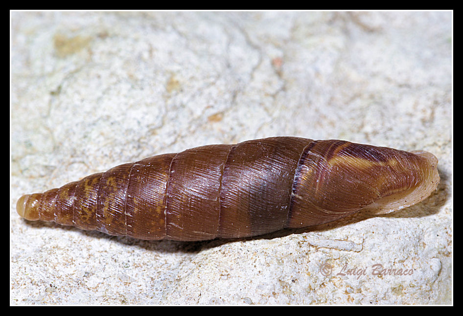 Siciliaria calcarae