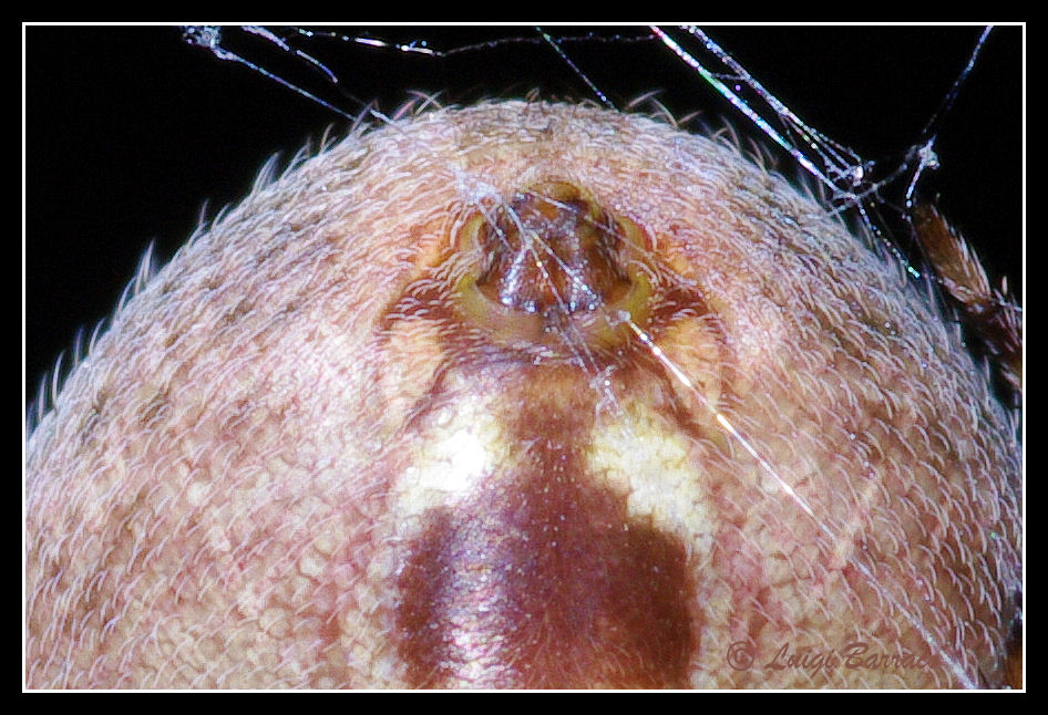 Araneus? No. Neoscona subfusca
