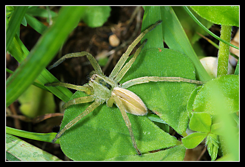 Micrommata ligurina