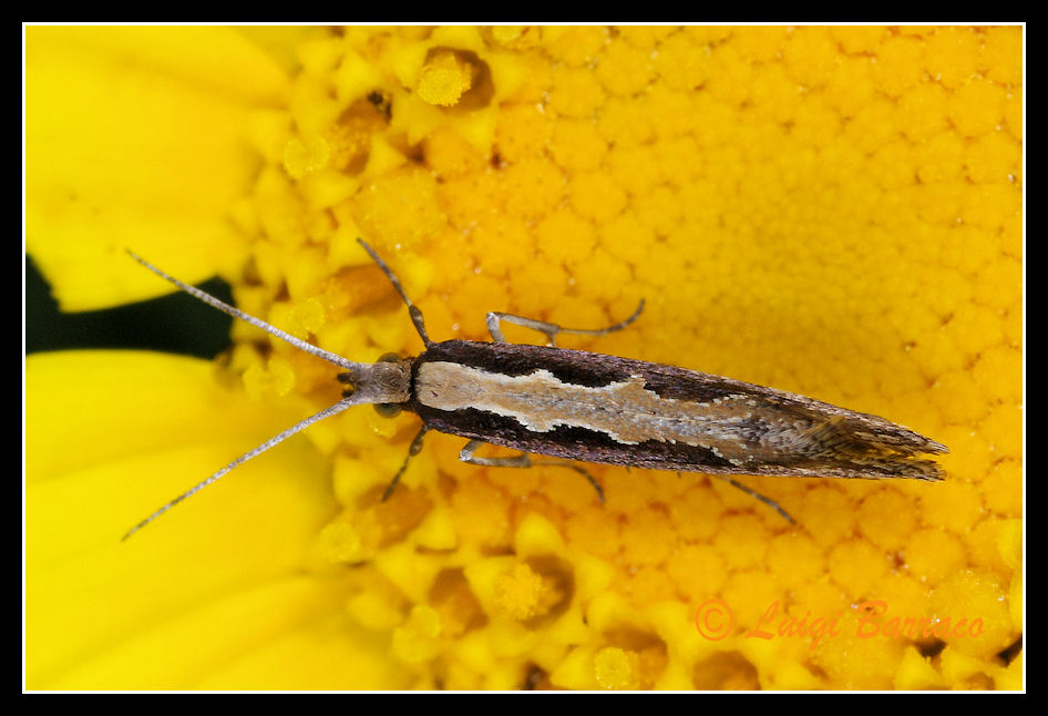 Microlepidottero su  Chrysanthemum