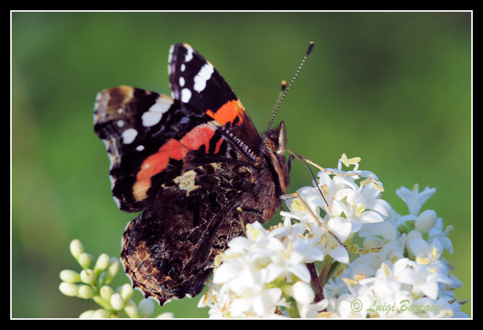 Vanessa atalanta