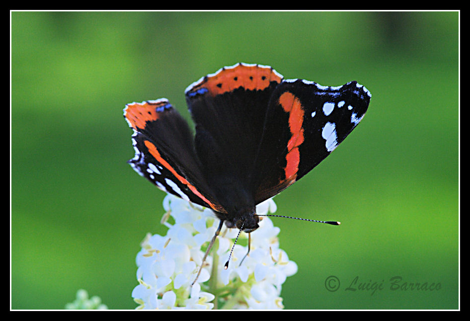 Vanessa atalanta