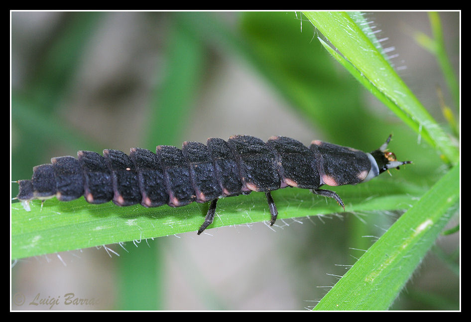 Larva di Lampyris che mangia una chiocciola