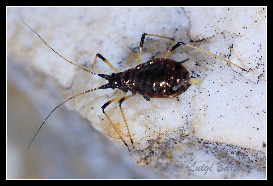 Uroleucon sp. (Aphididae)