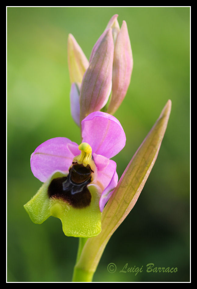 Ophrys tenthredinifera e altro