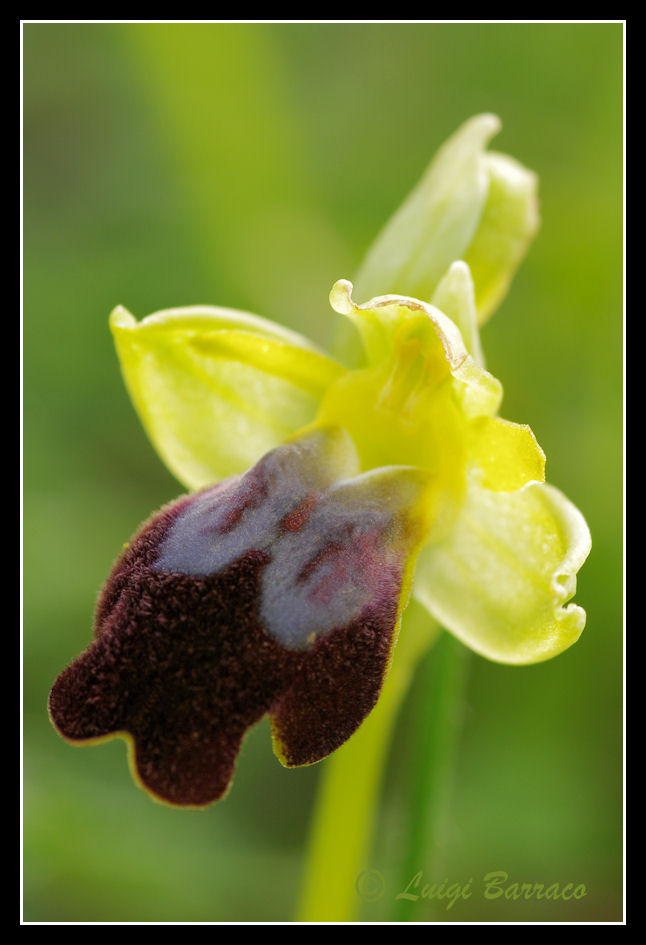 Ophrys tenthredinifera e altro