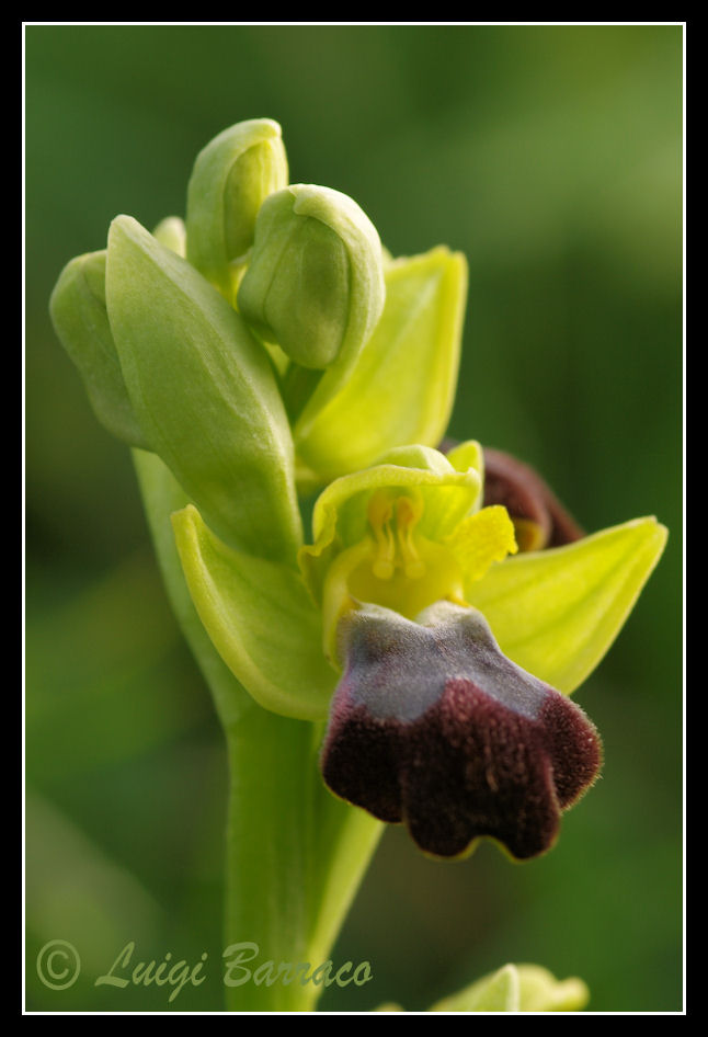 Ophrys tenthredinifera e altro