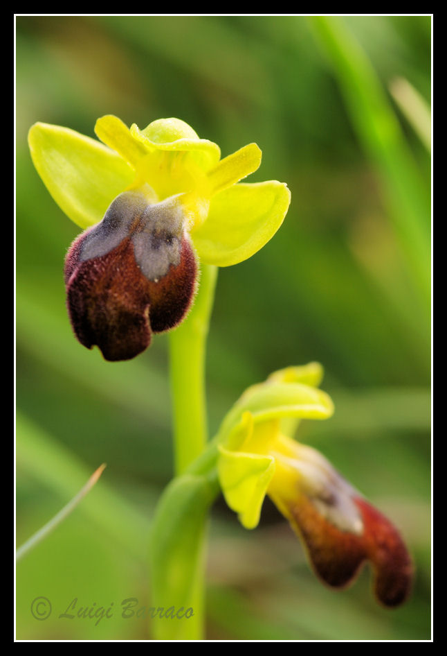 Ophrys tenthredinifera e altro