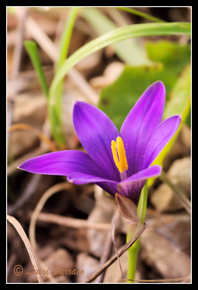 Romulea bulbocodium