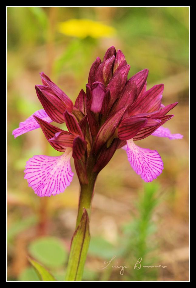 Anacamptis papilionacea (L.)