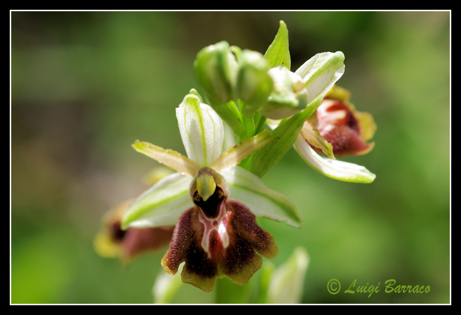 Ophrys garganica?