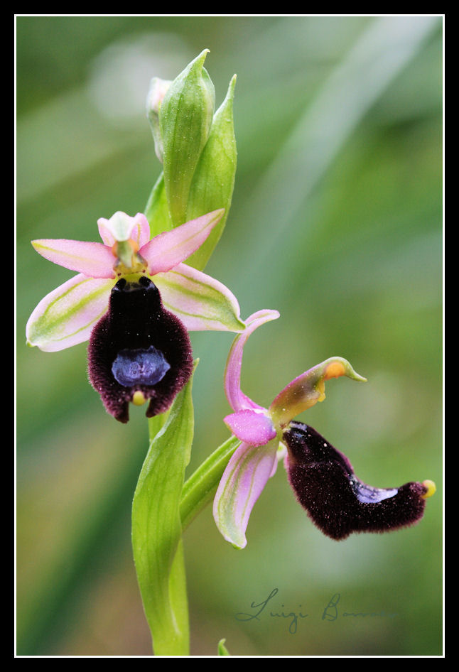 Ophrys bertolonii