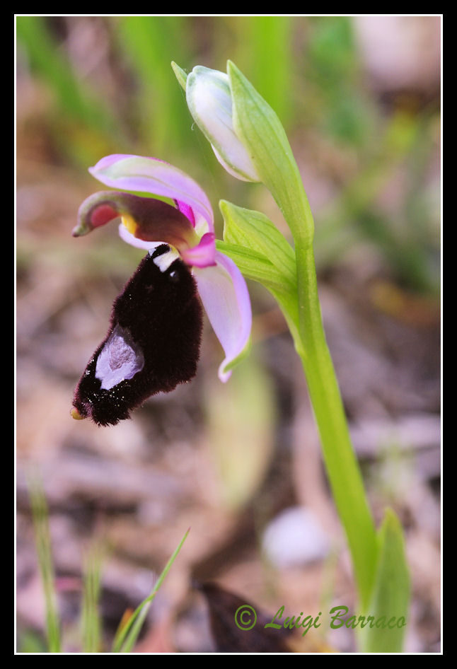 Strana Ophrys