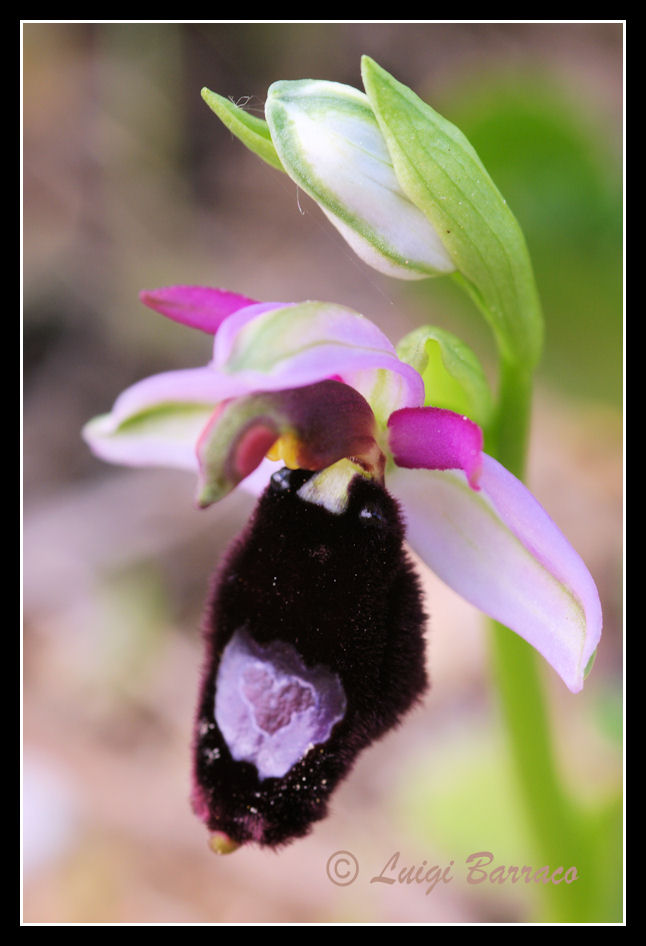 Strana Ophrys