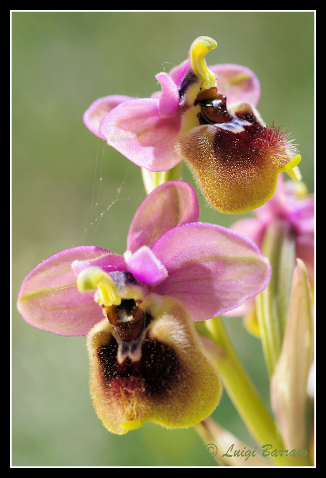 Ophrys tenthredinifera