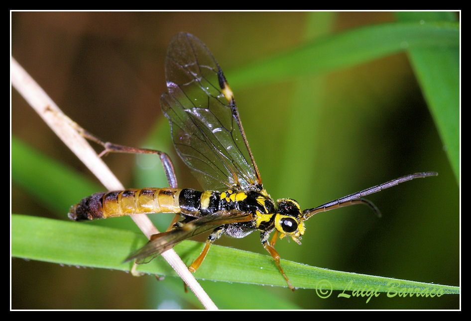 Latibulus ? no, Tenthredopsis