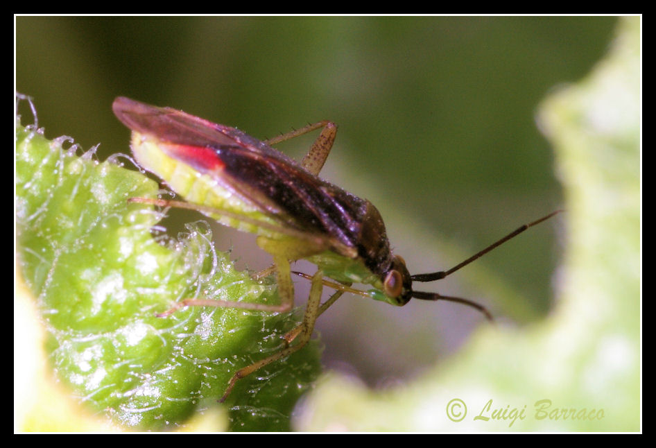 Miridae: Closterotomus trivialis della Sicilia (TP)