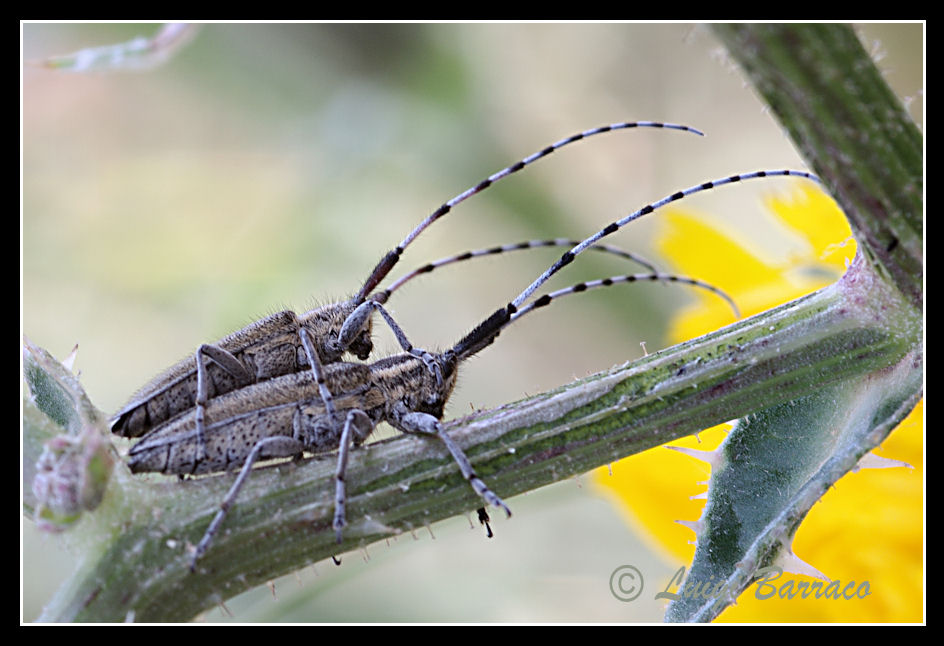 Agapanthia suturalis (Cerambycidae)