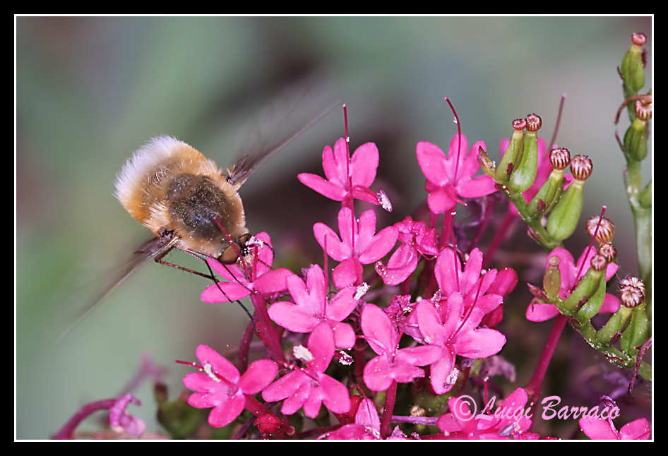 Bombyliidae culbianco