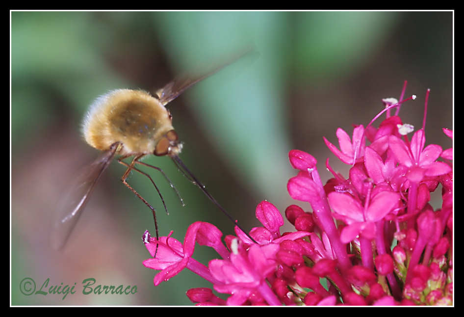 Bombyliidae culbianco