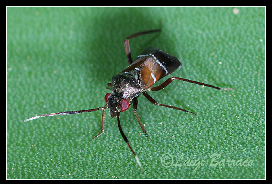 Miridae: Pilophorus cfr. cinnamopterus di Paceco (TP)